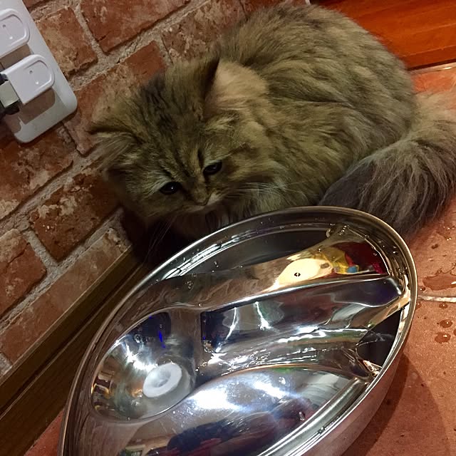 butachanさんの実例写真
