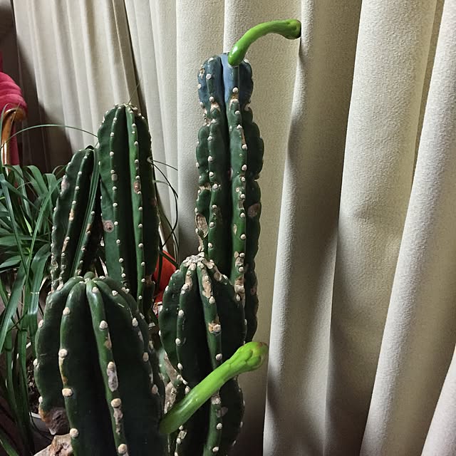 tsuyopipさんの実例写真