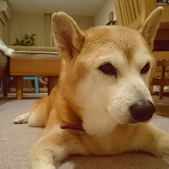 marotsukuneさんの実例写真
