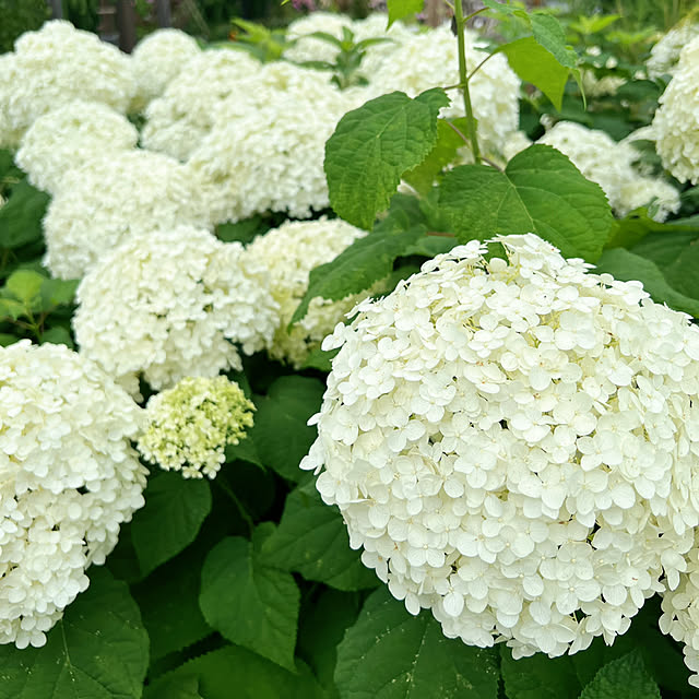 rookuさんの部屋
