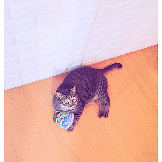 nyan.73さんの実例写真