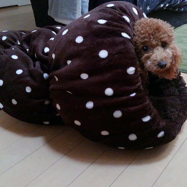 akiasaさんの実例写真
