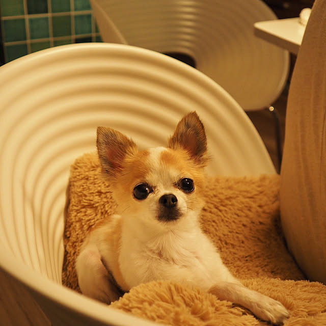 kokohanoさんの実例写真