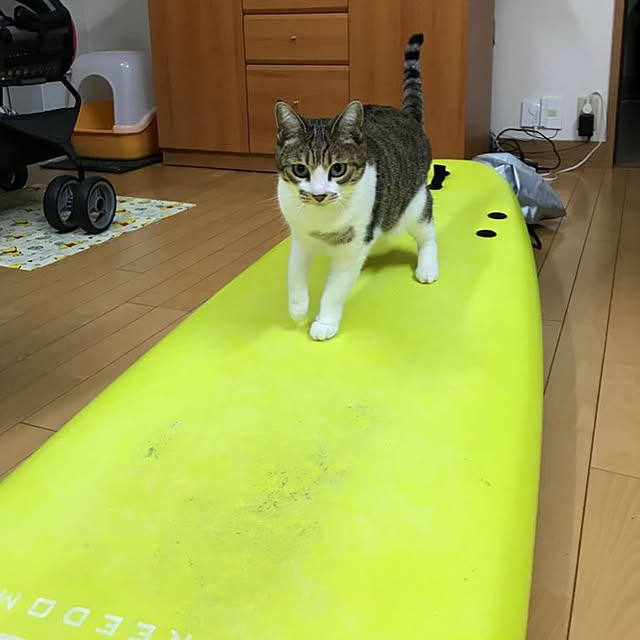 sinya96さんの実例写真