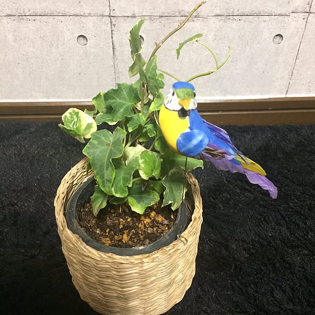 naoさんの実例写真