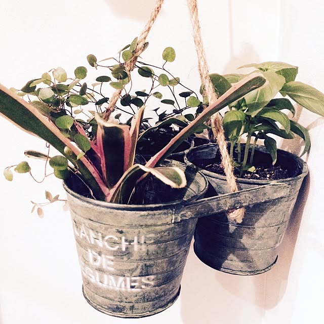 玄関/入り口/植物/観葉植物/観葉植物のある部屋/観葉植物増やしたいのインテリア実例 - 2016-05-21 23:28:48