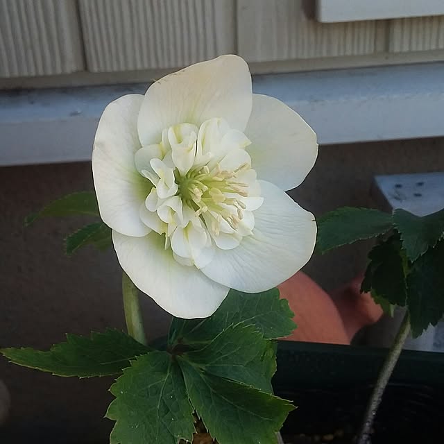 yukkoさんの実例写真