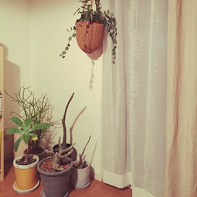 リビング/観葉植物のインテリア実例 - 2016-02-02 22:56:17