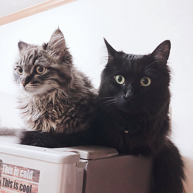 chocolatさんの実例写真
