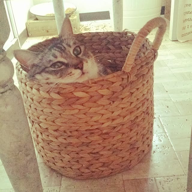 annさんの実例写真