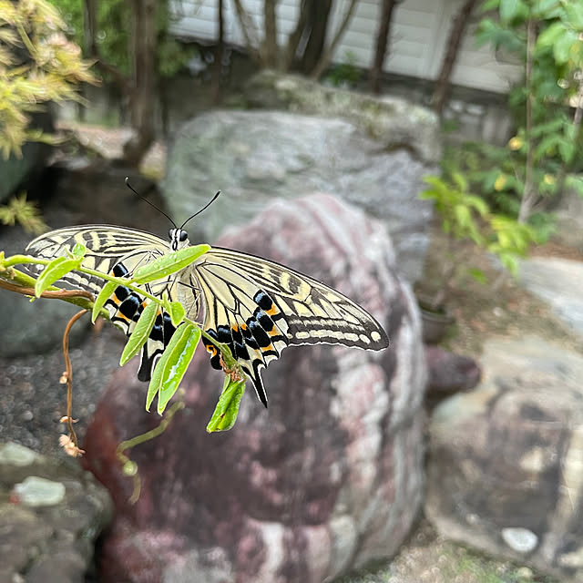shin0719さんの実例写真