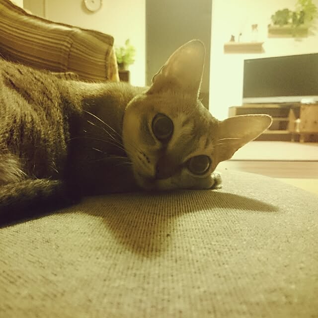 Jcさんの実例写真