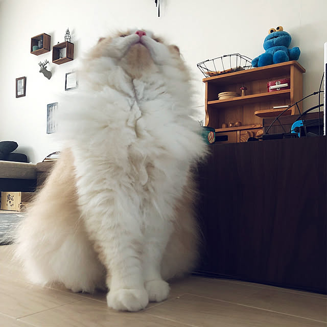 yuuchoさんの実例写真