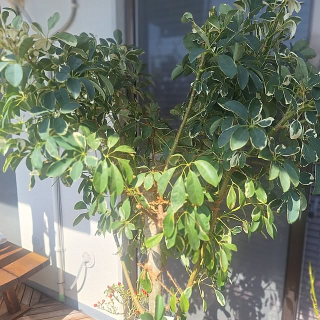 hakata-baさんの部屋