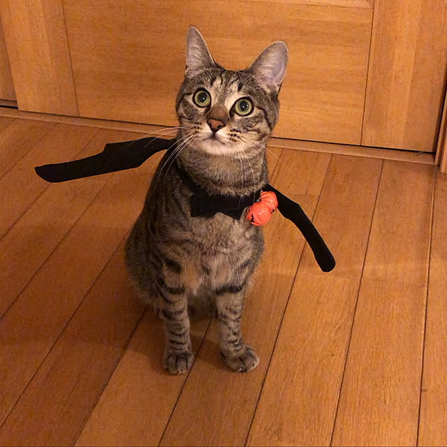 Nikitaさんの実例写真