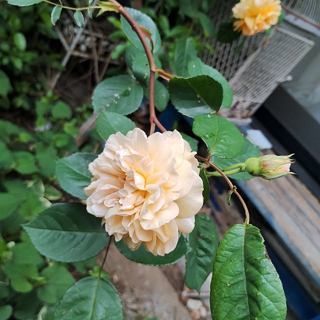 rosemaryさんの実例写真