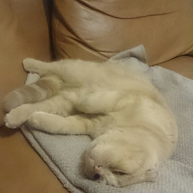 MarshmallowMuffinさんの実例写真