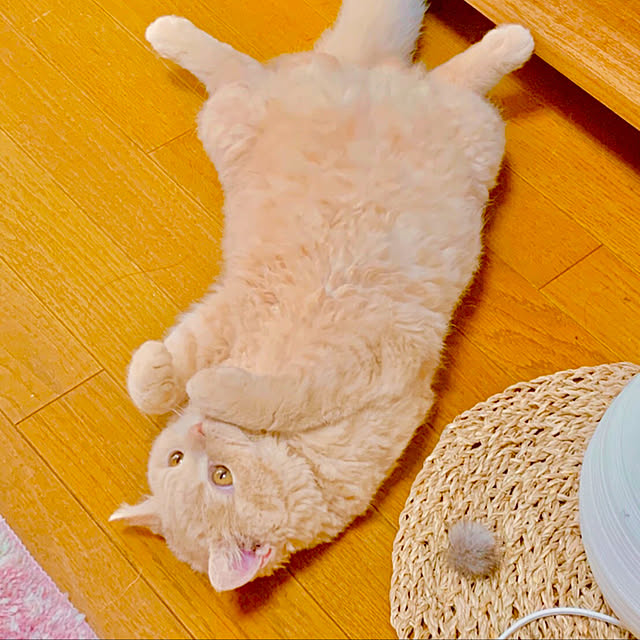 naokoさんの実例写真