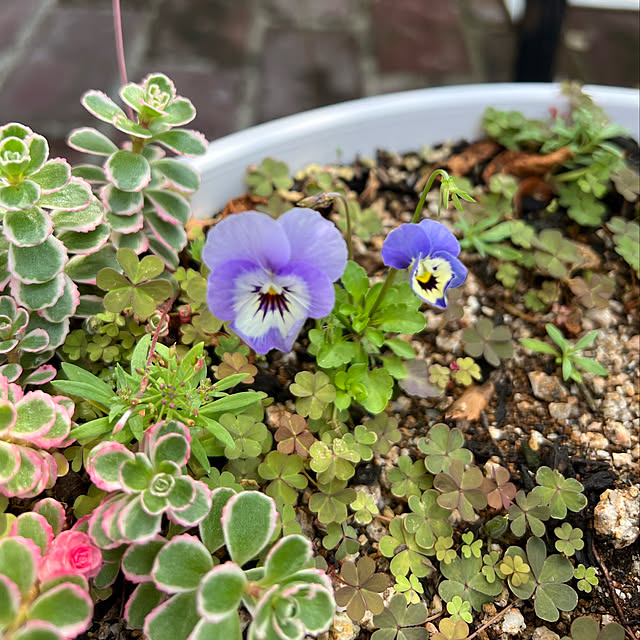 AYUKOさんの実例写真