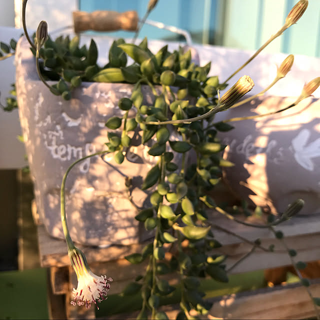 Cocoaさんの実例写真