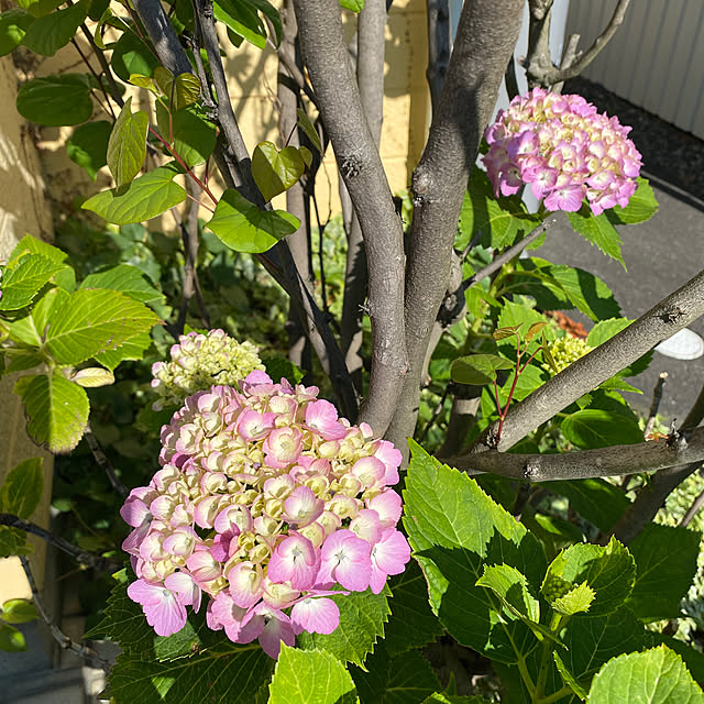 紫陽花/梅雨/花のある暮らし/玄関/入り口/RCの出逢いに感謝♡...などのインテリア実例 - 2023-06-17 07:37:57