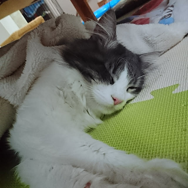 shinobuさんの実例写真