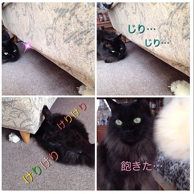 coroさんの実例写真