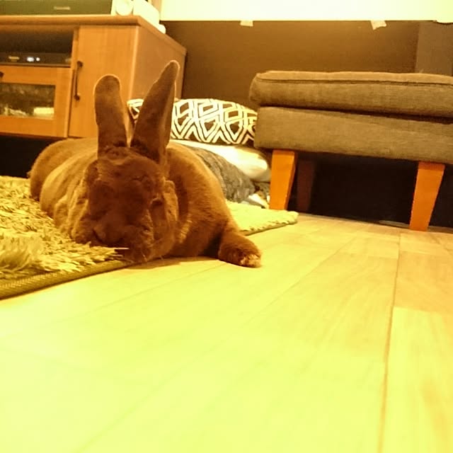 usagiさんの実例写真