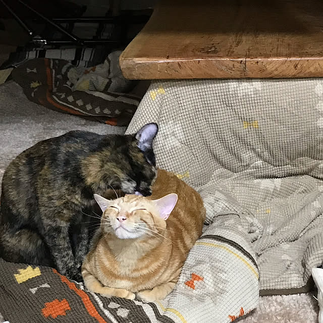 tornadeさんの実例写真