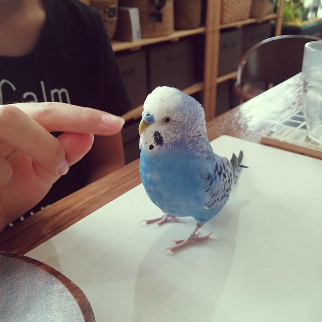 opiopiopiさんの実例写真