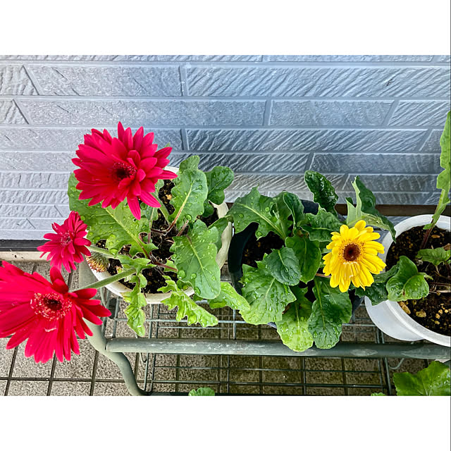 CoCo0617さんの部屋