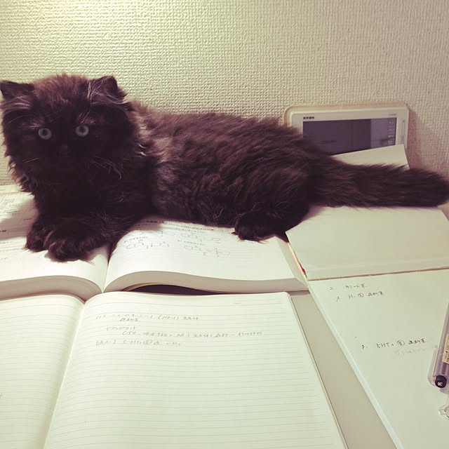 gurebekoさんの実例写真