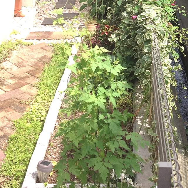 dicekbeetleさんの実例写真