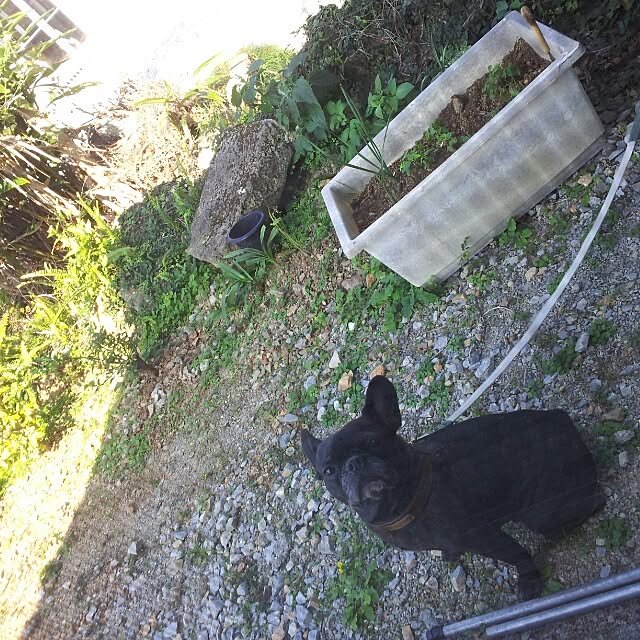 suzyさんの実例写真