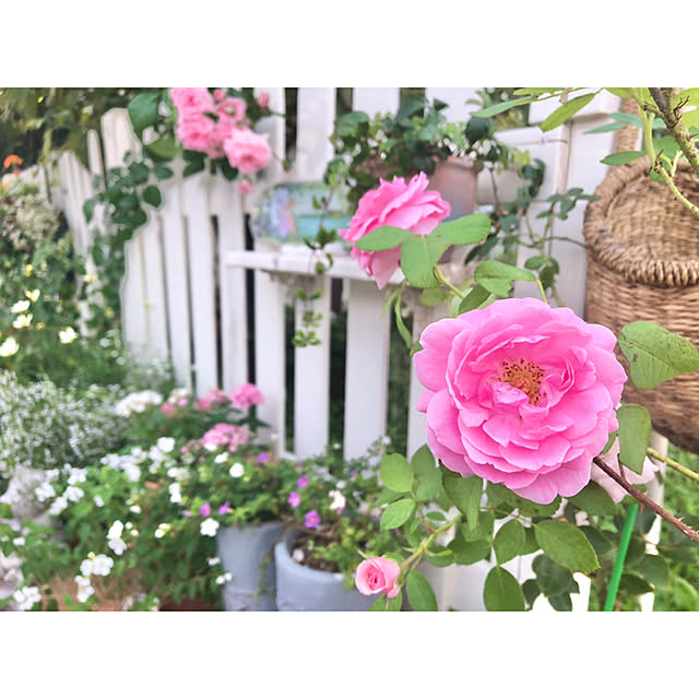 ponさんの実例写真