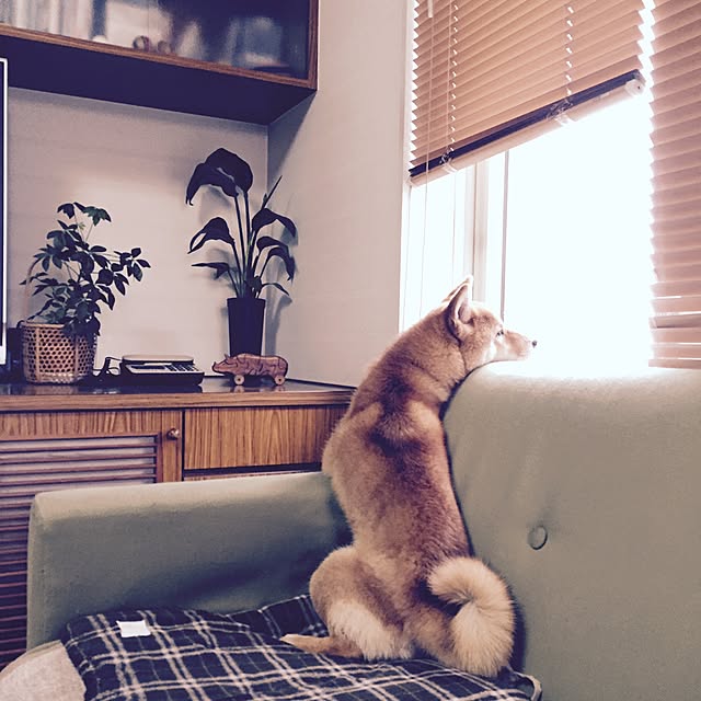 botannさんの実例写真