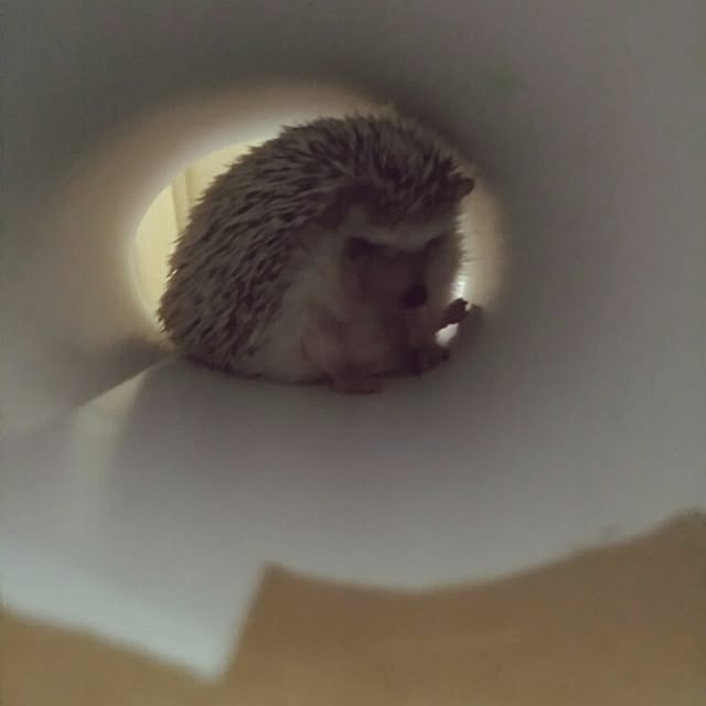kuruさんの実例写真