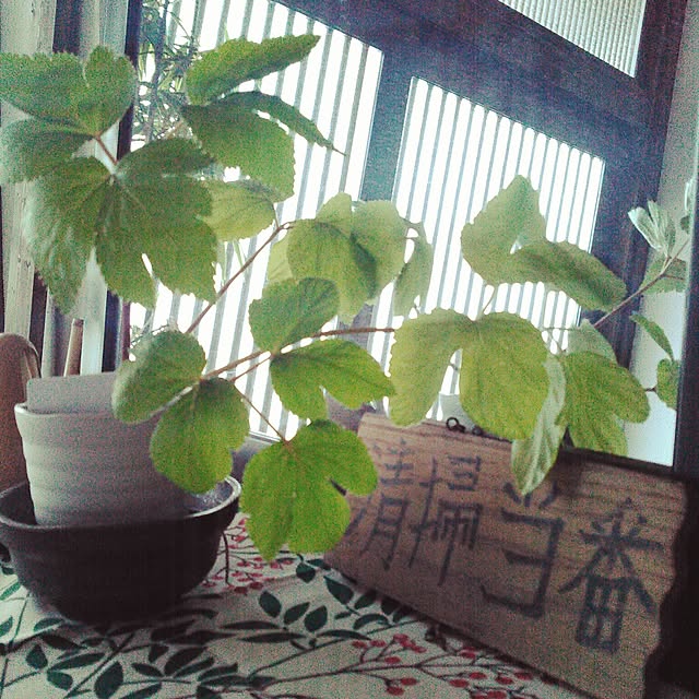 amelliaさんの実例写真