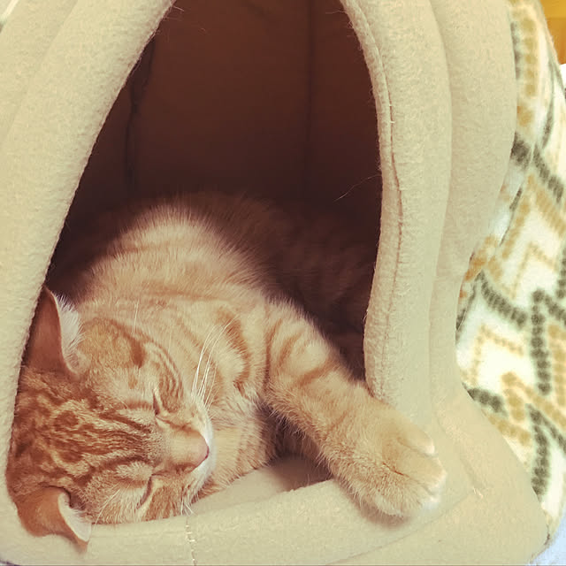 nekoさんの実例写真