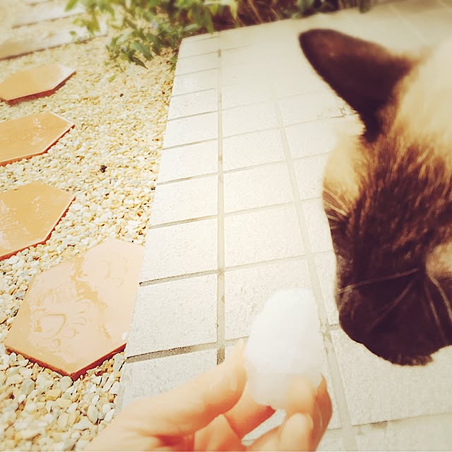 mintcatさんの実例写真