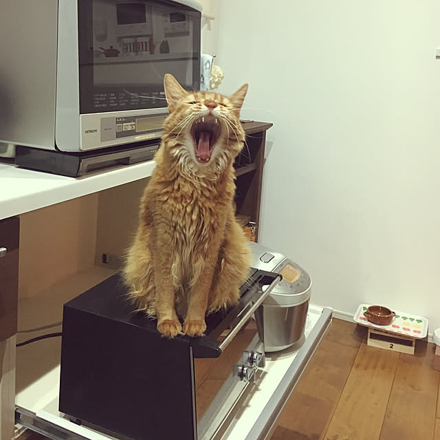 sakineko528さんの実例写真
