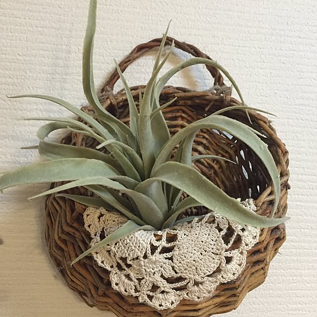 mii-tanさんの実例写真
