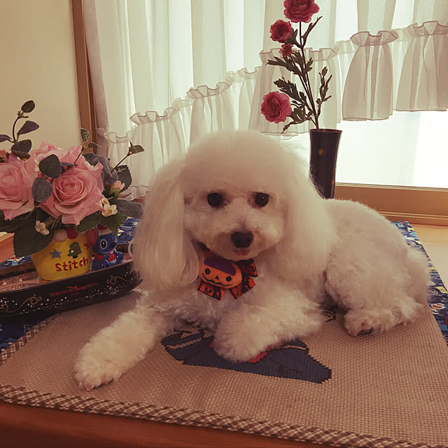 kakoさんの実例写真