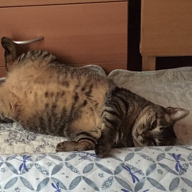 kijitoraさんの実例写真