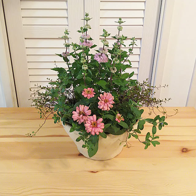 玄関/入り口/寄植え/花のある暮らし/ガーデニング初心者のインテリア実例 - 2020-11-07 22:12:36