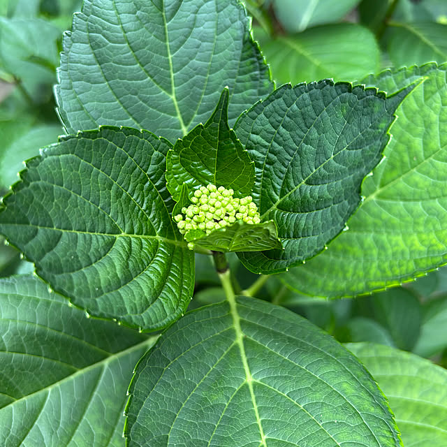 happy-sachiさんの実例写真