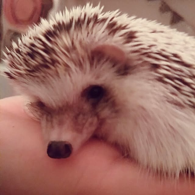 kuruさんの実例写真