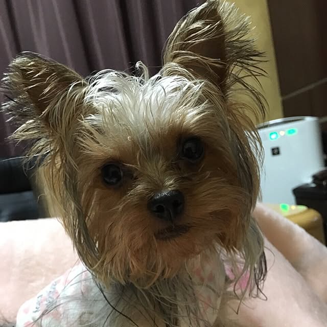 ToshiKoさんの実例写真