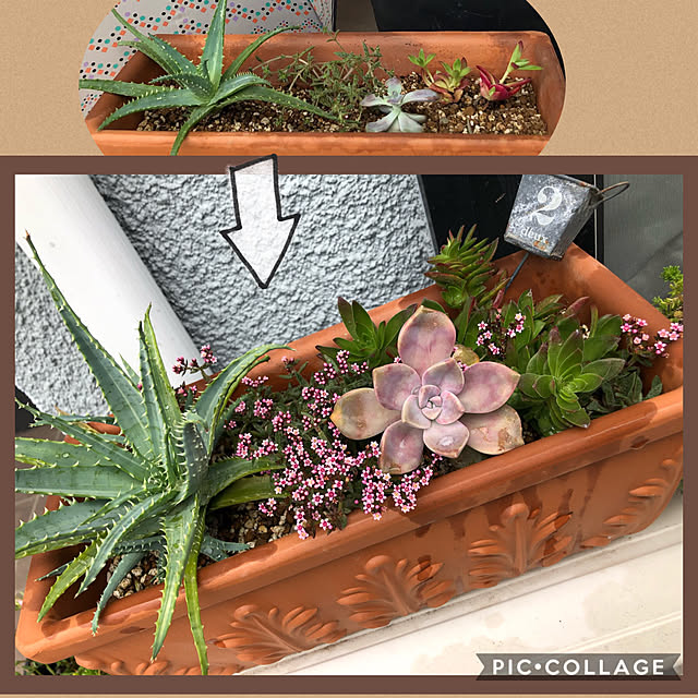 玄関側のエアコン室外機上/多肉寄せ植え/ガーデニング/育てるって楽しい♡/グリーンに癒されてପ(⑅ˊᵕˋ⑅)ଓ...などのインテリア実例 - 2020-10-06 14:53:19