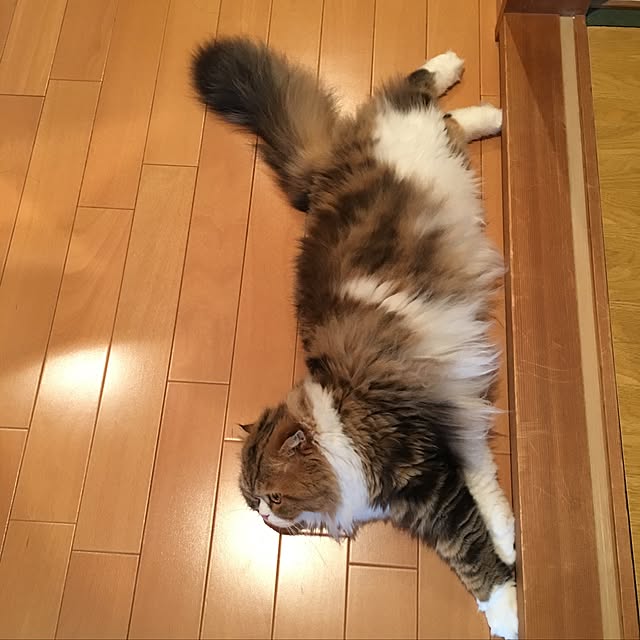 実例写真